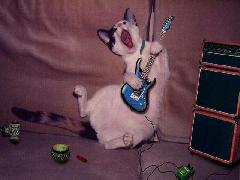 chat fou